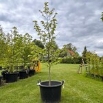 Liquidambar styraciflua (Amber boom)
