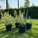 4x Prunus Glandulosa ‘Alba Plena’ (Witte Amandel)