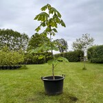 Aesculus hippocastanum (Paardenkastanje wit)