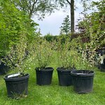 4x Prunus Glandulosa ‘Alba Plena’ (Witte Amandel)