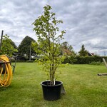 Liquidambar styraciflua (Amber boom)