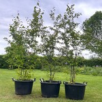 3x Amelancier lamarckii (Krentenboom)