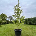 Liquidambar styraciflua (Amber boom)