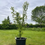 Cornus Mas (Gele kornoelje)
