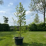 Liquidambar styraciflua (Amber boom)