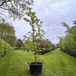 Liquidambar styraciflua (Amber boom)