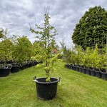 Liquidambar styraciflua (Amber boom)