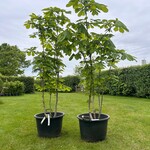 2x Aesculus hippocastanum (Paardenkastanje wit)