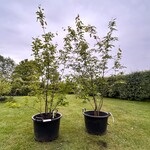 2x Amelancier lamarckii (Krentenboom)