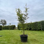 Amelancier lamarckii (Krentenboom)