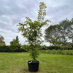 Ulmus leavis (Fladderiep)