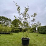 Amelancier lamarckii (Krentenboom)