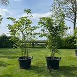 2x Ulmus leavis (Fladderiep)