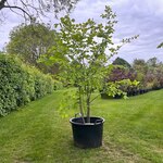 Ulmus leavis (Fladderiep)