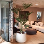 Kunstplant in pot Colours&Green, Kentia palm