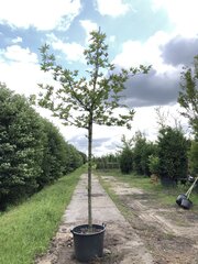 Oosterse plataan Platanus o. 'Minaret', Hoogstam