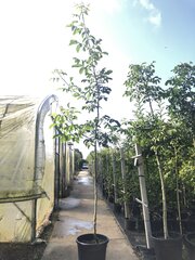 3x Walnotenboom Juglans r. 'Chandler', Hoogstam