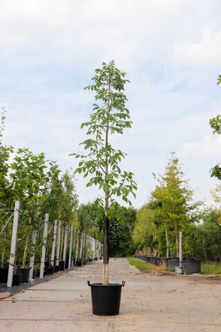 3x Walnotenboom Juglans r. 'Chandler', Hoogstam