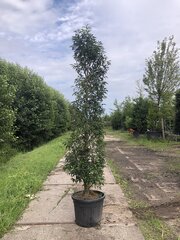 20x Portugese laurierhaag Prunus l. 'Angustifolia', Haagplant, Bladhou