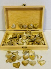 Ca. 100x Corax tanden