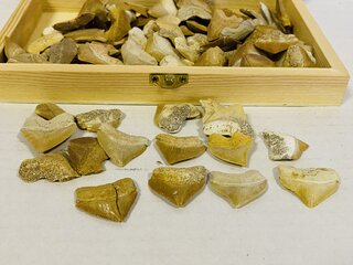 Ca. 100x Corax tanden