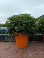 Combinatiekavel van kavel: 245 en 246