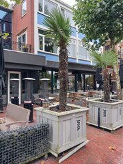 2x Palmboom in houten bak