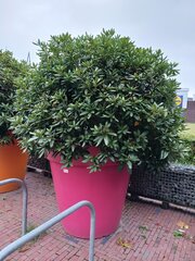 Rododendron in kunststof plantenbak
