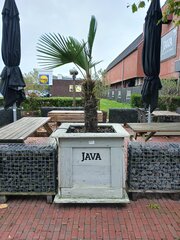Palmboom in houten bak