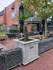 Palmboom in houten bak