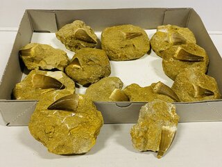 ca. 12x Mosasaurus tand in matrix Bruin