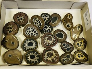 9x Septariepaartjes