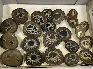 9x Septariepaartjes