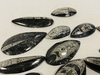ca. 13x Orthoceras punten