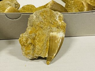 ca. 12x Mosasaurus tand in matrix Bruin