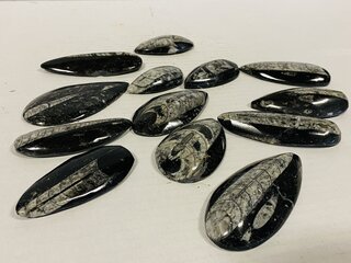 ca. 13x Orthoceras punten