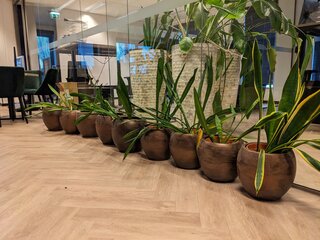 9x Plant in pot