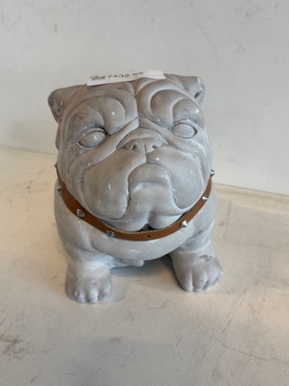 buldog grijs