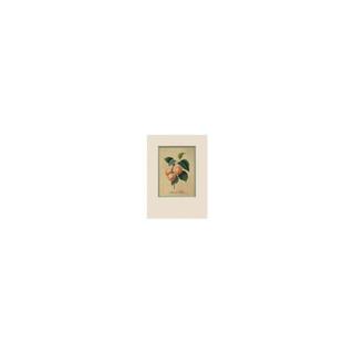 Botanical Art, Apricot div. kleuren