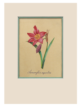 Botanical Art, Amaryllis Pink div. kleuren