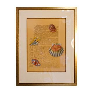 Conchology II Gold Frame goud