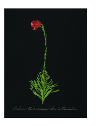 RedoutÒ Black Lillium div. kleuren