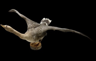 Gans met open vleugels bouwjaar 20e eeuw, Taxidermie