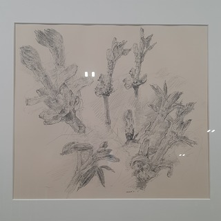 Tekening, E. Brusse, Uitbotten kastanje takken 1, 1983
