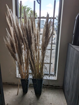 2x Vaas met riet en 2x raamdecoratie