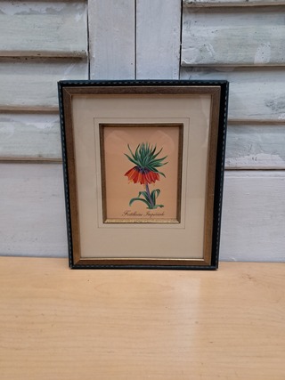 Partij Afbeeldingen bloemen