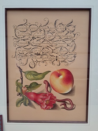 5x Afbeelding in lijst