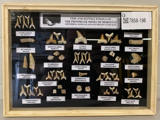 Diverse soorten fossielen in houten lijst