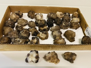 Ca. 36x Chalcedoon rozetten, Grijs