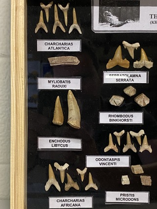 Diverse soorten fossielen in houten lijst